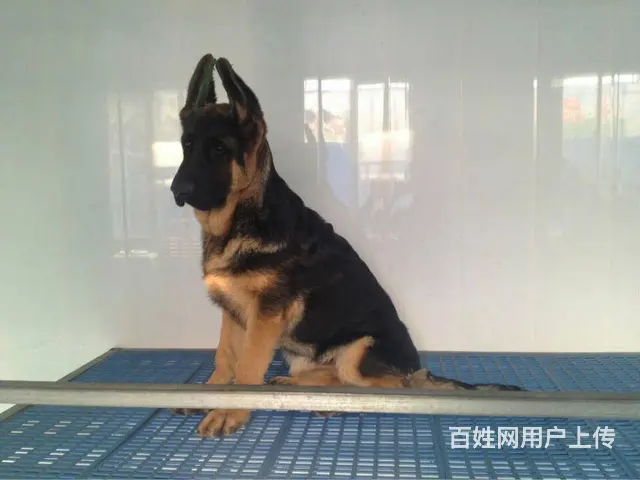 锤系德牧幼犬基地 多只极品幼犬 疫苗驱虫均已做完 - 图片 1