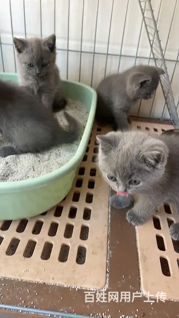 纯种蓝猫 - 图片 4