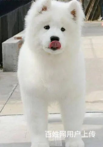 萨摩耶幼犬 纯种澳版萨摩耶多少钱 萨摩耶犬舍 - 图片 5