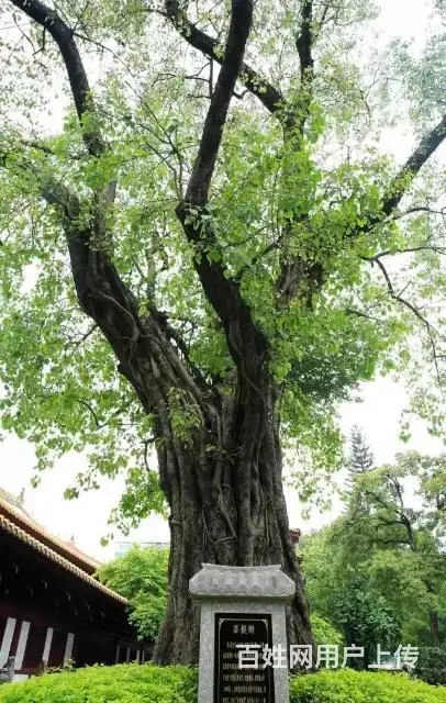 信阳仿真菩提树制作 - 图片 3