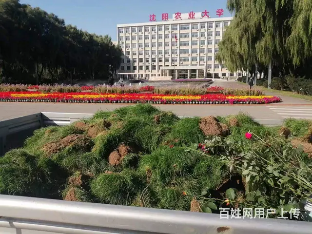 大量出售免修剪草坪地毯草坪，优异草坪，绿化苗木 - 图片 11