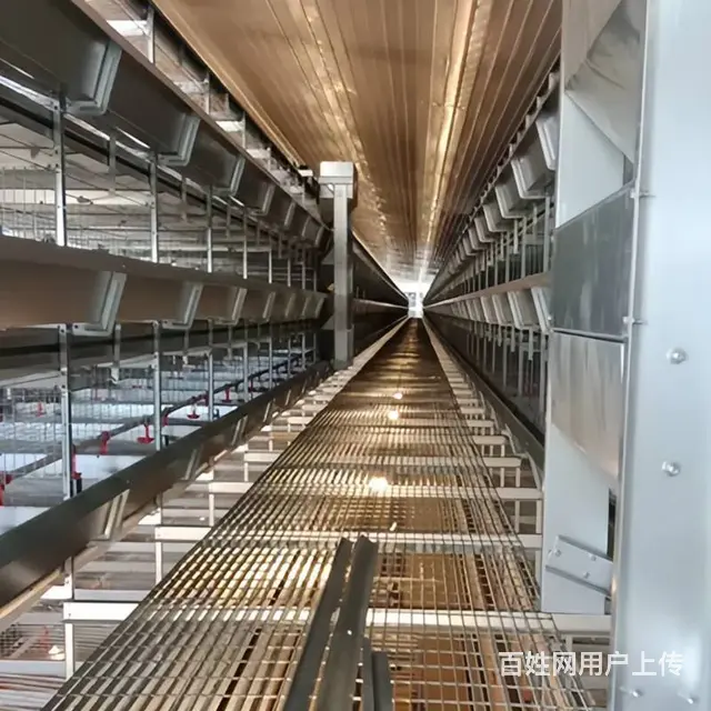 鸡笼全国直销安装 可定制 蛋鸡笼育雏笼肉鸡笼设备 - 图片 2