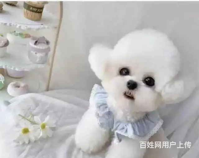 纯种比熊犬价格 法系卷毛比熊 签保障合同 可送货上 - 图片 3