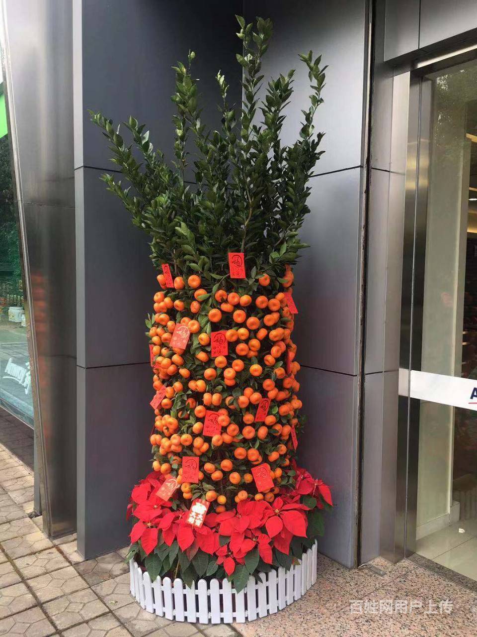 科学城年桔供应!朱砂桔,四季桔,金桔!包配送上门