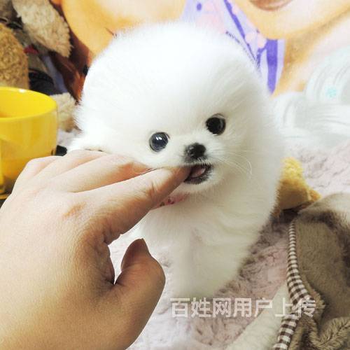 广州养殖场出售高品质幼犬博美包纯种健康可送货