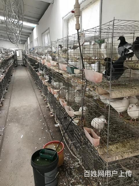 阿克苏沙雅县有没有养鸽场