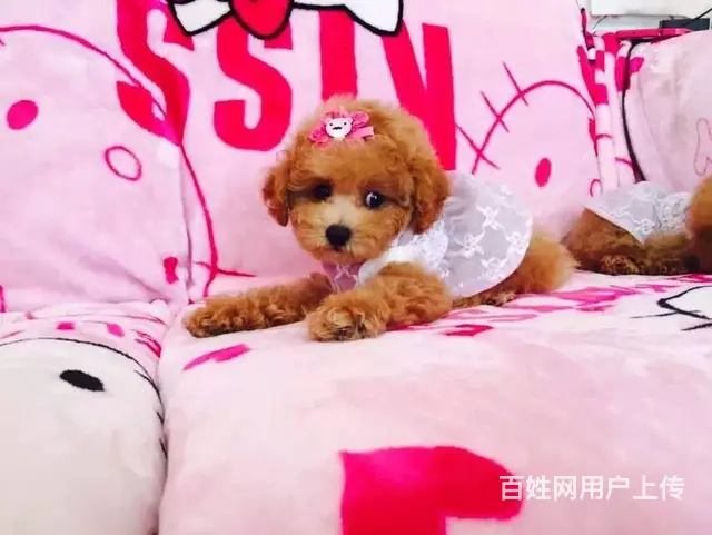 沭阳如何挑选好看的泰迪纯种泰迪到底多少钱一只 - 图片 6