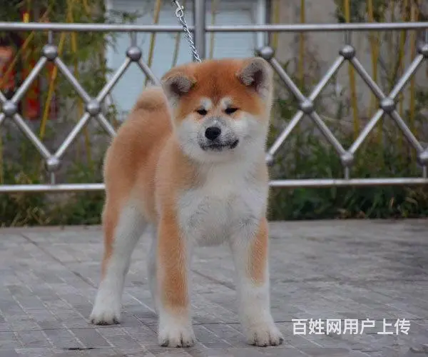 出售纯种日系秋田，购犬签订协议，多只可挑选 - 图片 7