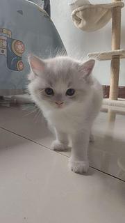 自家养布偶猫