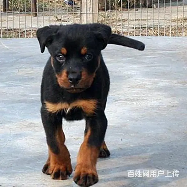 邵阳【*推荐】罗威纳犬舍‖罗威纳养殖场 - 图片 2