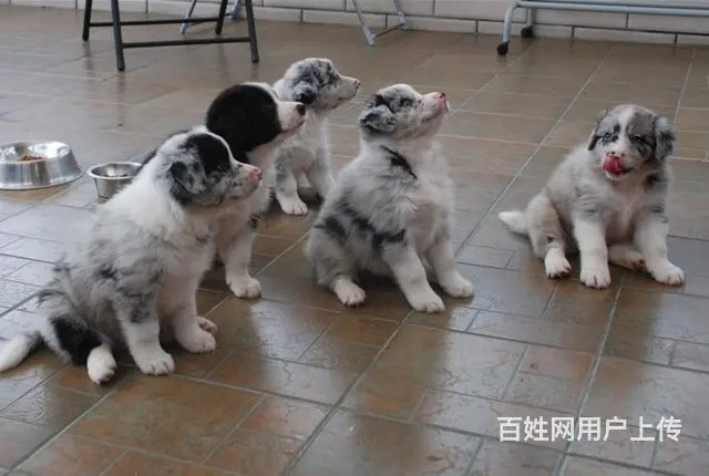 北京【CKU边牧犬舍】边牧现货可挑边牧价格图片视频 - 图片 2