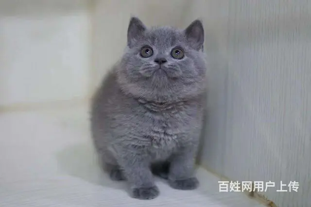 哪里有蓝猫卖的 蓝胖子多少钱一只 蓝猫温顺吗 - 图片 3
