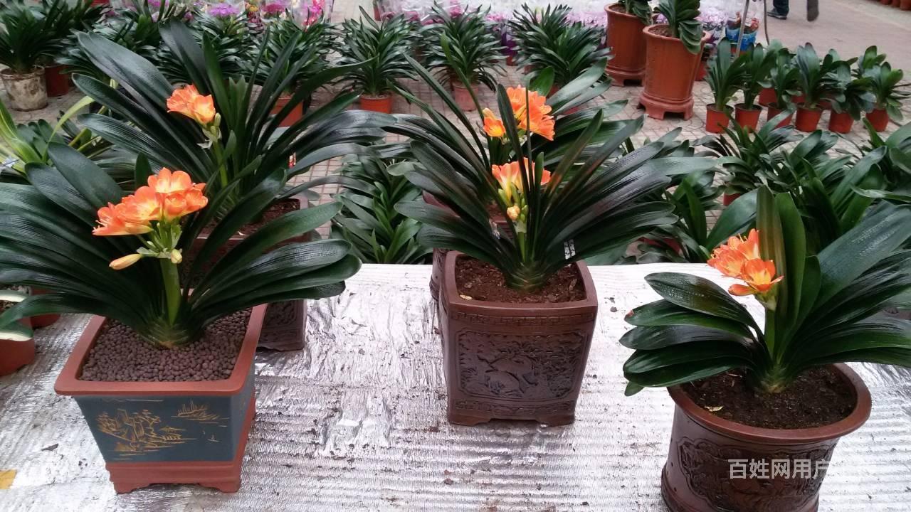 西四环花卉市场四季青桥新址落成了 - 北京丰台卢沟桥鲜花盆景 - 北京