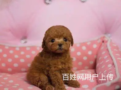 赤峰泰迪多少钱一只 泰迪价格 纯种泰迪 保健康 - 图片 11