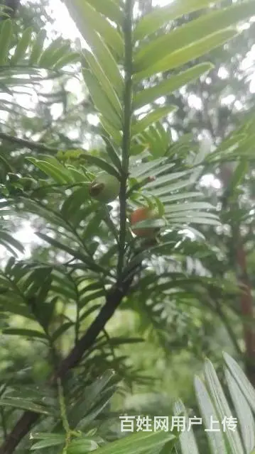 红豆杉低价急出售,高2~3米多，树型美，价钱优惠！ - 图片 1