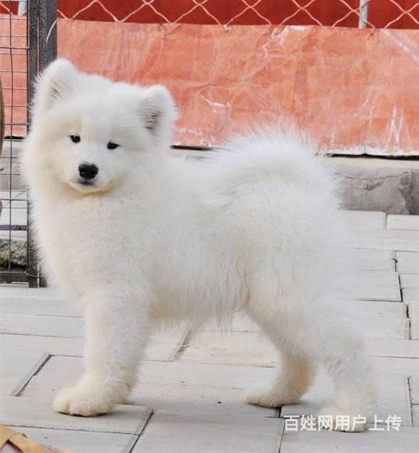 纯种萨摩耶 澳版萨摩耶 大骨架精品萨摩耶幼犬的图片