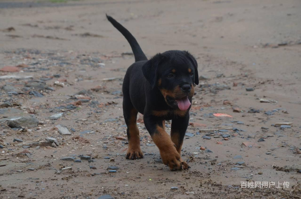 本地犬舍可上門挑選德系純種羅威納幼犬