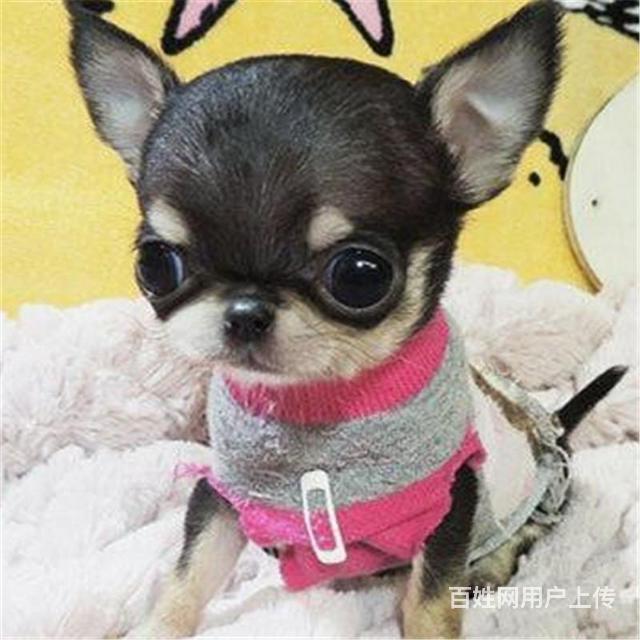 新乡哪有繁殖吉娃娃幼犬的吉娃娃幼犬多少钱一只