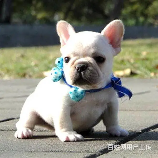 徐州（出售）法斗幼犬哪里买 狗场出售纯种法斗幼犬 - 图片 2