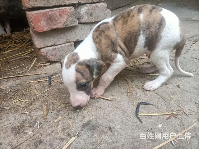 小格子犬 - 图片 4