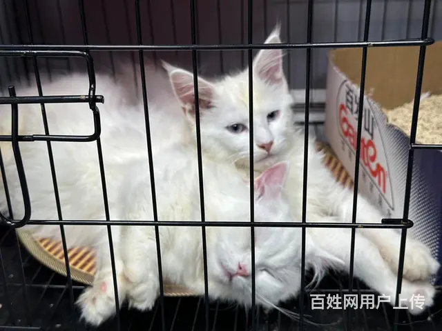 捡漏 纯白缅因弟弟 - 图片 1
