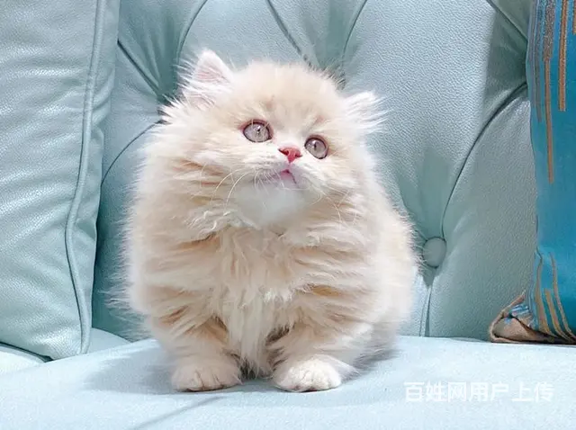 曼基康矮脚猫多少钱 拿破仑好养吗 矮脚拿破仑照片 - 图片 2