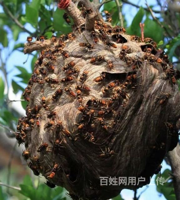 苏州除马蜂窝,苏州沃川马蜂窝摘除中心