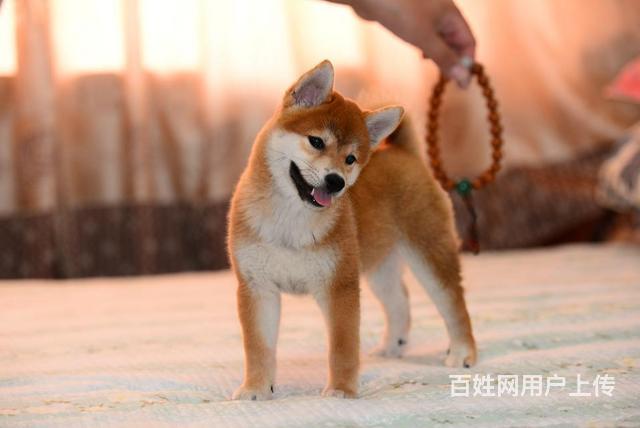 品種柴犬詳細介紹>公母公母都有年齡3個月聯繫:1709382****查看完整