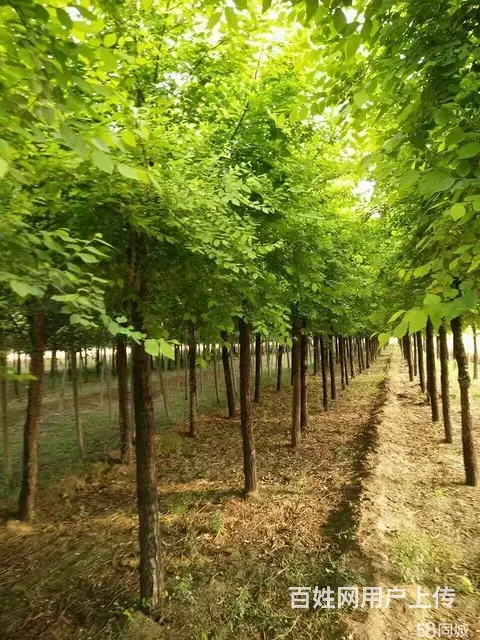 全疆苗木种植花卉种子批发 - 图片 1