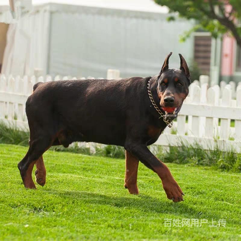 本地精品双血统杜宾幼犬 断尾裁耳杜宾 完美身材