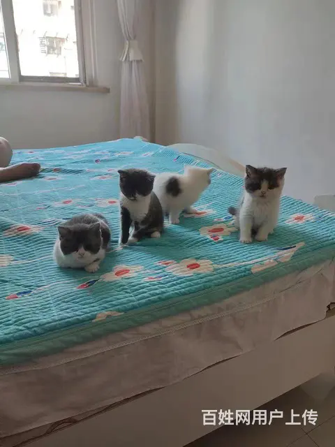 猫猫 - 图片 3