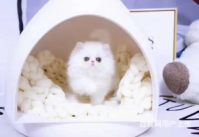 哪里有波斯猫卖的 波斯猫猫价格 波斯猫寿命 - 图片 2