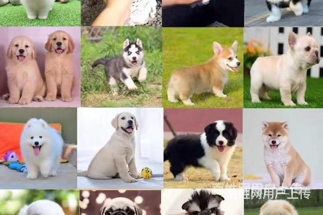 黔东南哪里有大型犬舍 马尔济斯犬 陪伴老人的图片