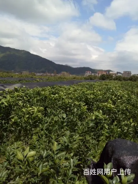 出售涌泉宫川无核蜜桔1-3年树苗 - 图片 2
