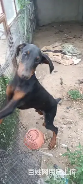 出售杜宾犬 - 图片 1