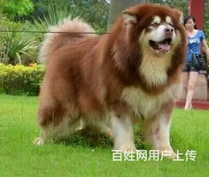 精品阿拉斯加 赛级品质 熊版大骨量 健康包活签合同 - 图片 6