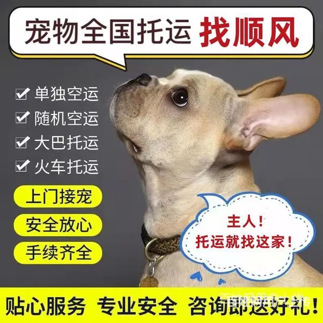 包头宠物托运（猫狗）活体邮寄快递（2022宠物运输 ）今日推 - 图片 1