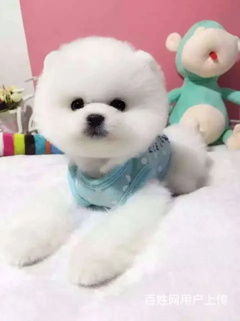 出售纯血系茶杯体的博美犬 保证品质健康 - 图片 8