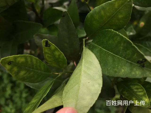 防治红蜘蛛杀螨剂蔬菜果树花卉红蜘蛛解决方案 - 图片 1