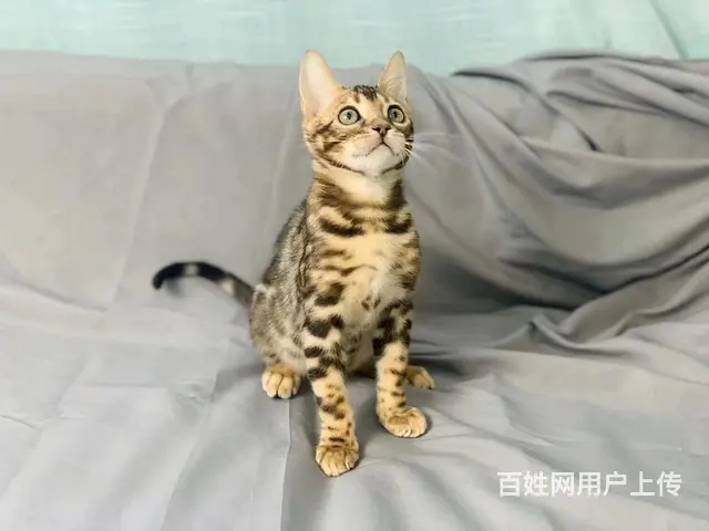 繁育纯种孟加拉豹猫 温顺黏人 品相好 疫苗齐全 - 图片 2