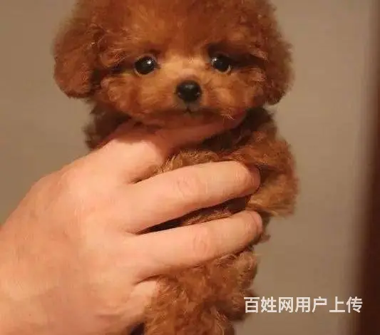 贵宾泰迪犬 贵宾泰迪价格贵宾泰迪照片 - 图片 5