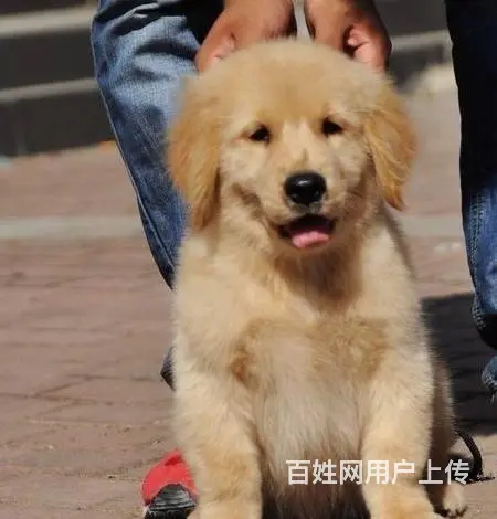 赛级金毛犬 大头家养金毛犬 金毛犬多少钱 - 图片 2