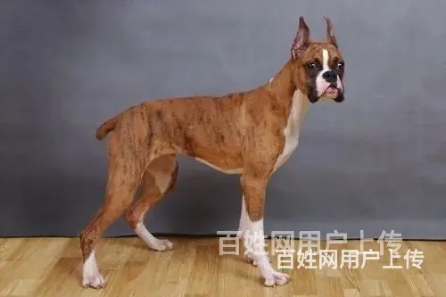 【货到付款】辽阳拳师多少钱 拳师有多重 - 图片 2