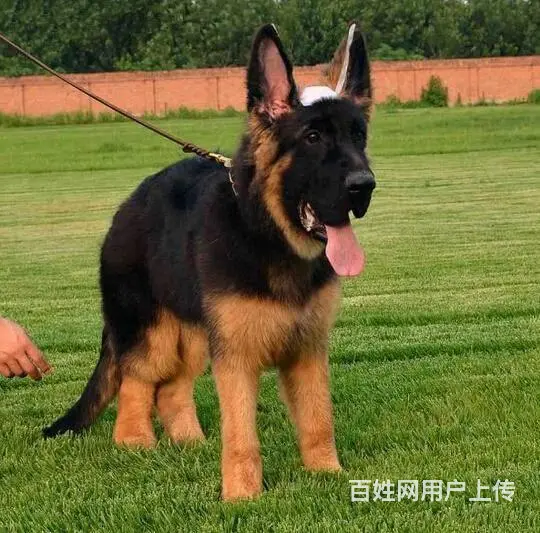 纯种德牧犬 锤系德牧 大骨架德牧犬 保健康 签协议 - 图片 4
