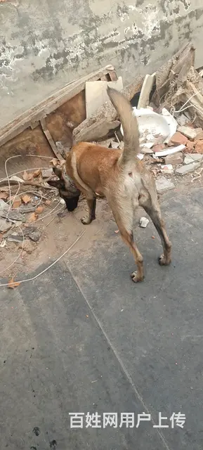 德国进口二代马犬 - 图片 4