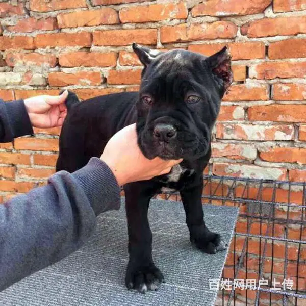 辽阳上哪可以看到卡斯罗犬舍，卡斯罗犬舍地址位置 - 图片 5