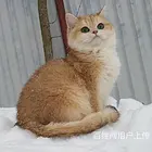陕西渭南纯血金渐层幼猫特价处理