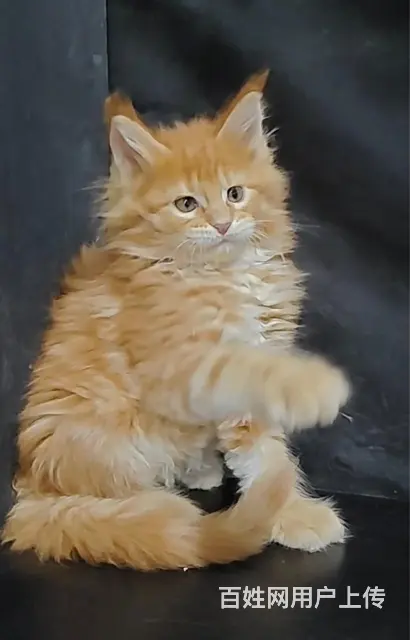 缅因猫 - 图片 2