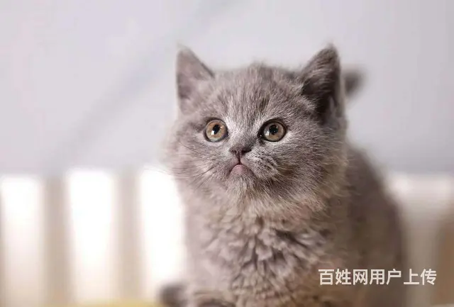 哪里有英短蓝猫卖的 无病无廯 双血统蓝猫多少钱 - 图片 4