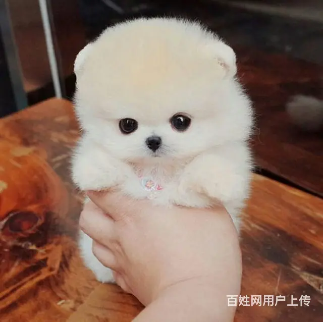 沈阳超级萌球形博美犬 自家繁殖 疫苗齐全 健康保障 - 图片 3